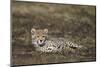 Cheetah (Acinonyx Jubatus) Cub-James Hager-Mounted Photographic Print