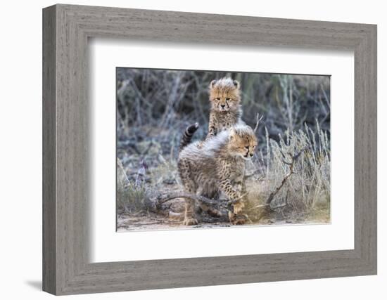 Cheetah (Acinonyx jubatus) cubs, Kgalagadi Transfrontier Park, Northern Cape, South Africa, Africa-Ann and Steve Toon-Framed Photographic Print