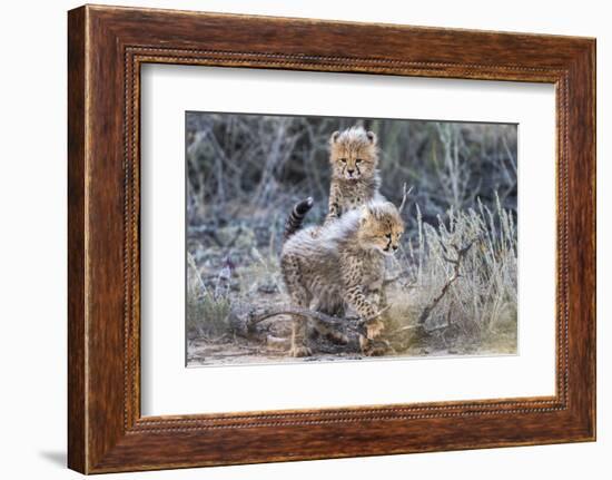 Cheetah (Acinonyx jubatus) cubs, Kgalagadi Transfrontier Park, Northern Cape, South Africa, Africa-Ann and Steve Toon-Framed Photographic Print