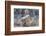 Cheetah (Acinonyx jubatus) cubs, Kgalagadi Transfrontier Park, Northern Cape, South Africa, Africa-Ann and Steve Toon-Framed Photographic Print