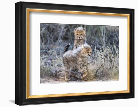 Cheetah (Acinonyx jubatus) cubs, Kgalagadi Transfrontier Park, Northern Cape, South Africa, Africa-Ann and Steve Toon-Framed Photographic Print