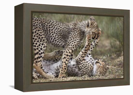 Cheetah (Acinonyx Jubatus) Cubs Playing, Serengeti National Park, Tanzania, East Africa, Africa-James Hager-Framed Premier Image Canvas