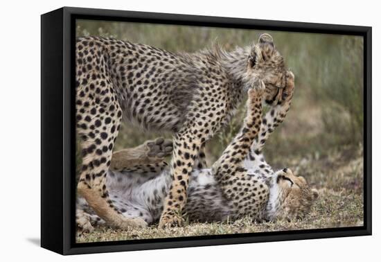 Cheetah (Acinonyx Jubatus) Cubs Playing, Serengeti National Park, Tanzania, East Africa, Africa-James Hager-Framed Premier Image Canvas