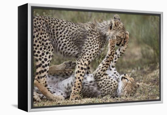 Cheetah (Acinonyx Jubatus) Cubs Playing, Serengeti National Park, Tanzania, East Africa, Africa-James Hager-Framed Premier Image Canvas