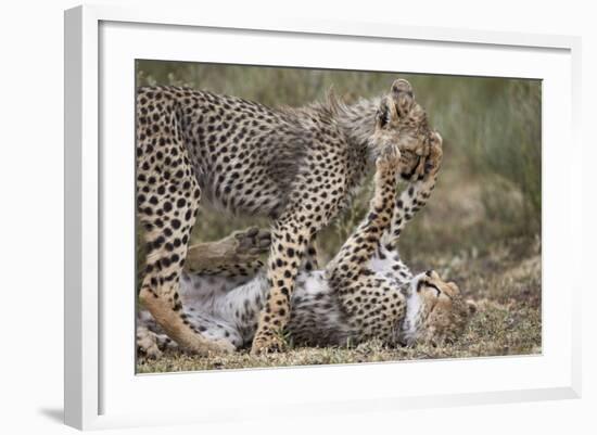 Cheetah (Acinonyx Jubatus) Cubs Playing, Serengeti National Park, Tanzania, East Africa, Africa-James Hager-Framed Photographic Print