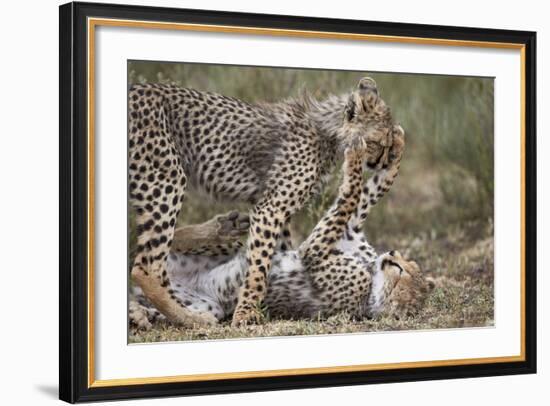 Cheetah (Acinonyx Jubatus) Cubs Playing, Serengeti National Park, Tanzania, East Africa, Africa-James Hager-Framed Photographic Print