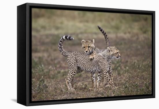 Cheetah (Acinonyx Jubatus) Cubs Playing, Serengeti National Park, Tanzania, East Africa, Africa-James Hager-Framed Premier Image Canvas