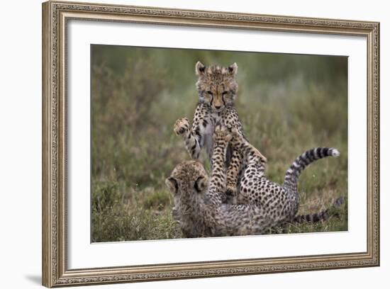 Cheetah (Acinonyx Jubatus) Cubs Playing, Serengeti National Park, Tanzania, East Africa, Africa-James Hager-Framed Photographic Print