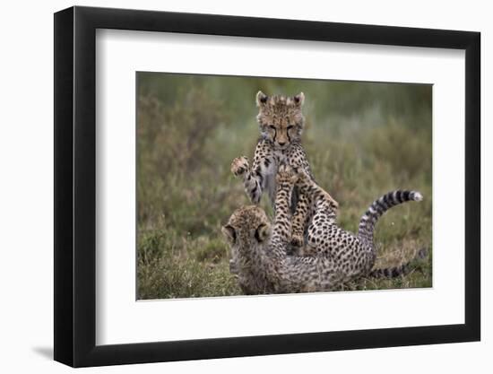 Cheetah (Acinonyx Jubatus) Cubs Playing, Serengeti National Park, Tanzania, East Africa, Africa-James Hager-Framed Photographic Print