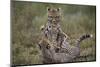 Cheetah (Acinonyx Jubatus) Cubs Playing, Serengeti National Park, Tanzania, East Africa, Africa-James Hager-Mounted Photographic Print