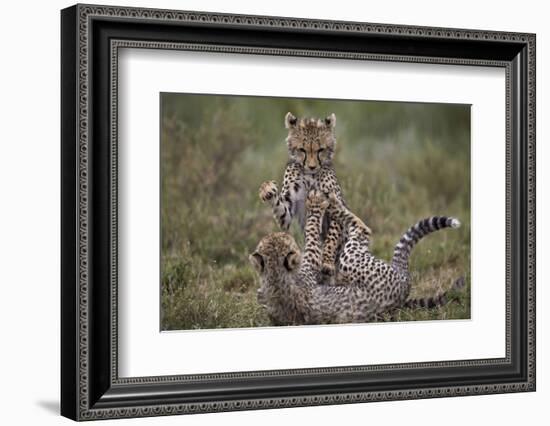 Cheetah (Acinonyx Jubatus) Cubs Playing, Serengeti National Park, Tanzania, East Africa, Africa-James Hager-Framed Photographic Print