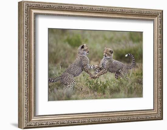 Cheetah (Acinonyx Jubatus) Cubs Playing, Serengeti National Park, Tanzania, East Africa, Africa-James Hager-Framed Photographic Print