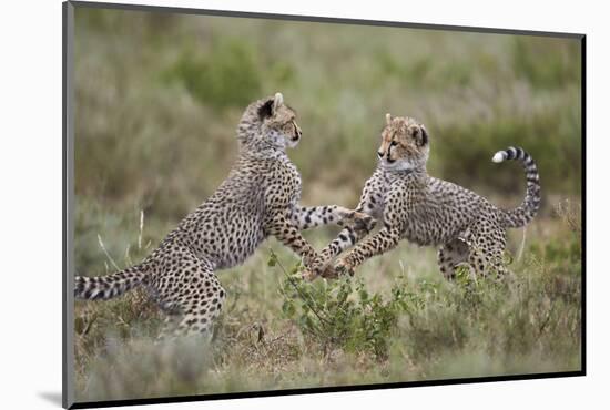 Cheetah (Acinonyx Jubatus) Cubs Playing, Serengeti National Park, Tanzania, East Africa, Africa-James Hager-Mounted Photographic Print