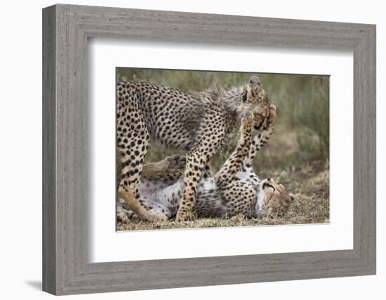 Cheetah (Acinonyx Jubatus) Cubs Playing, Serengeti National Park, Tanzania, East Africa, Africa-James Hager-Framed Photographic Print