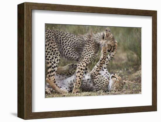 Cheetah (Acinonyx Jubatus) Cubs Playing, Serengeti National Park, Tanzania, East Africa, Africa-James Hager-Framed Photographic Print