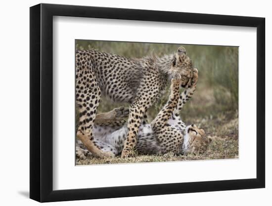 Cheetah (Acinonyx Jubatus) Cubs Playing, Serengeti National Park, Tanzania, East Africa, Africa-James Hager-Framed Photographic Print