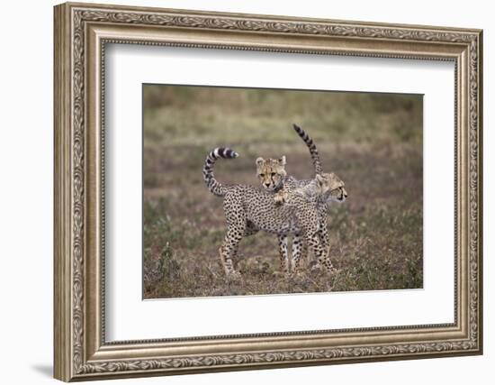 Cheetah (Acinonyx Jubatus) Cubs Playing, Serengeti National Park, Tanzania, East Africa, Africa-James Hager-Framed Photographic Print