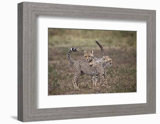 Cheetah (Acinonyx Jubatus) Cubs Playing, Serengeti National Park, Tanzania, East Africa, Africa-James Hager-Framed Photographic Print