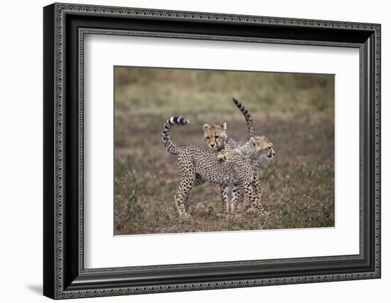 Cheetah (Acinonyx Jubatus) Cubs Playing, Serengeti National Park, Tanzania, East Africa, Africa-James Hager-Framed Photographic Print