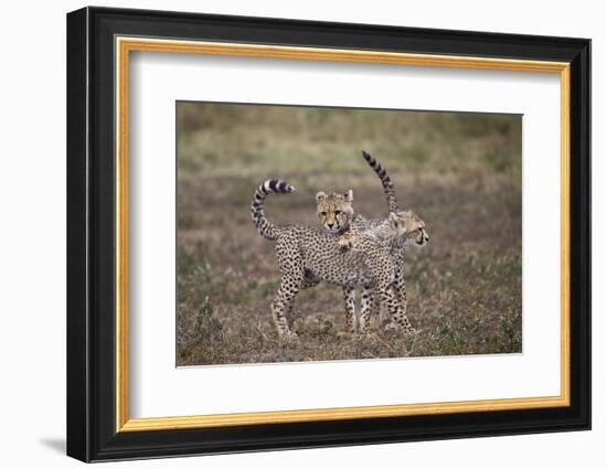 Cheetah (Acinonyx Jubatus) Cubs Playing, Serengeti National Park, Tanzania, East Africa, Africa-James Hager-Framed Photographic Print