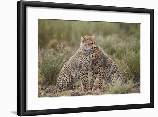 Cheetah (Acinonyx Jubatus) Cubs, Serengeti National Park, Tanzania, East Africa, Africa-James Hager-Framed Photographic Print