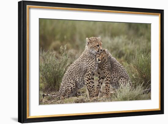 Cheetah (Acinonyx Jubatus) Cubs, Serengeti National Park, Tanzania, East Africa, Africa-James Hager-Framed Photographic Print