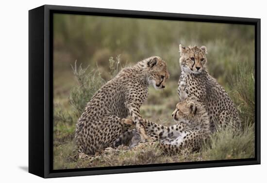 Cheetah (Acinonyx Jubatus) Cubs, Serengeti National Park, Tanzania, East Africa, Africa-James Hager-Framed Premier Image Canvas