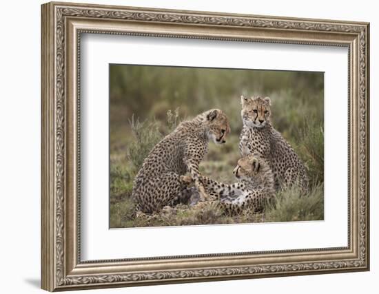 Cheetah (Acinonyx Jubatus) Cubs, Serengeti National Park, Tanzania, East Africa, Africa-James Hager-Framed Photographic Print