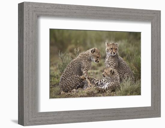 Cheetah (Acinonyx Jubatus) Cubs, Serengeti National Park, Tanzania, East Africa, Africa-James Hager-Framed Photographic Print