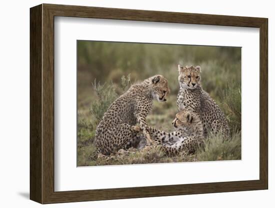 Cheetah (Acinonyx Jubatus) Cubs, Serengeti National Park, Tanzania, East Africa, Africa-James Hager-Framed Photographic Print