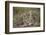 Cheetah (Acinonyx Jubatus) Cubs, Serengeti National Park, Tanzania, East Africa, Africa-James Hager-Framed Photographic Print