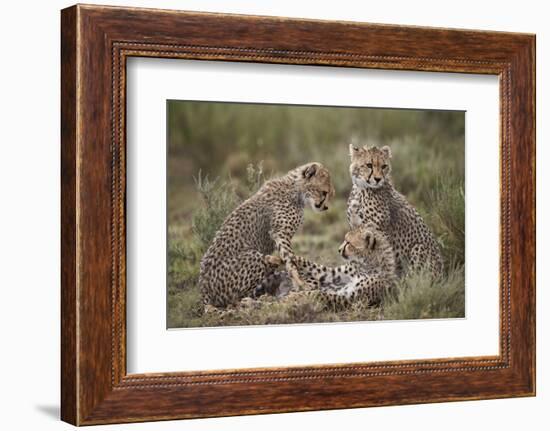 Cheetah (Acinonyx Jubatus) Cubs, Serengeti National Park, Tanzania, East Africa, Africa-James Hager-Framed Photographic Print