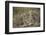 Cheetah (Acinonyx Jubatus) Cubs, Serengeti National Park, Tanzania, East Africa, Africa-James Hager-Framed Photographic Print