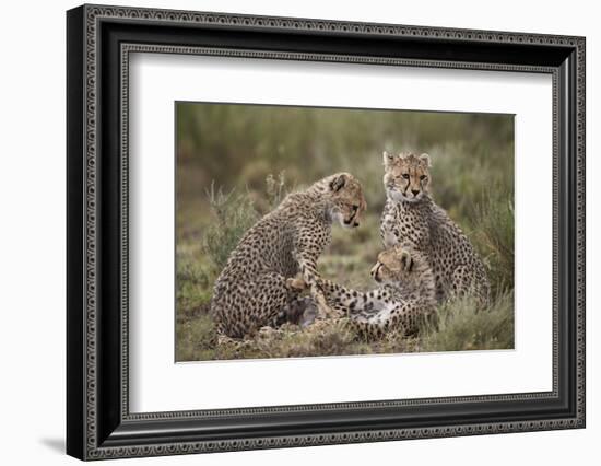 Cheetah (Acinonyx Jubatus) Cubs, Serengeti National Park, Tanzania, East Africa, Africa-James Hager-Framed Photographic Print