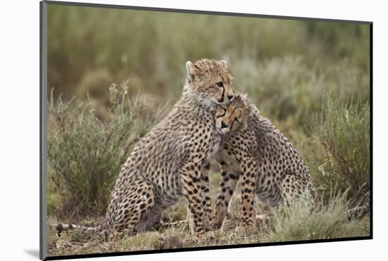 Cheetah (Acinonyx Jubatus) Cubs, Serengeti National Park, Tanzania, East Africa, Africa-James Hager-Mounted Photographic Print