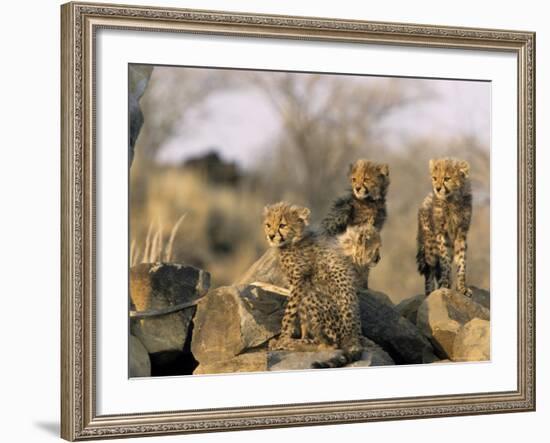 Cheetah, (Acinonyx Jubatus), Duesternbrook Private Game Reserve, Windhoek, Namibia-Thorsten Milse-Framed Photographic Print