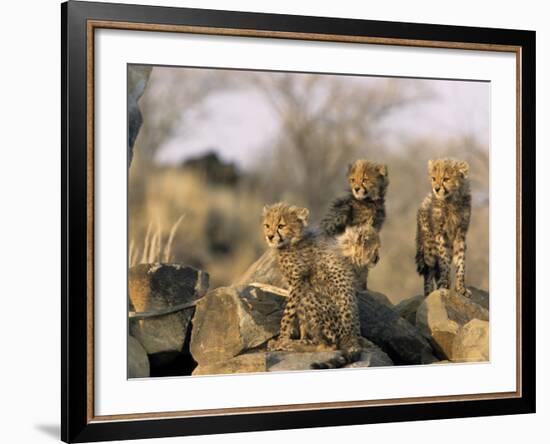 Cheetah, (Acinonyx Jubatus), Duesternbrook Private Game Reserve, Windhoek, Namibia-Thorsten Milse-Framed Photographic Print