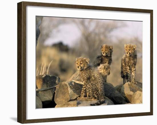 Cheetah, (Acinonyx Jubatus), Duesternbrook Private Game Reserve, Windhoek, Namibia-Thorsten Milse-Framed Photographic Print