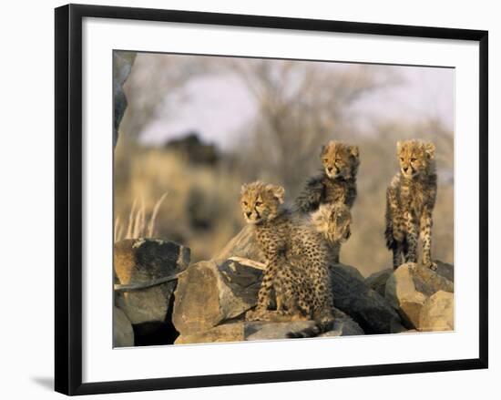 Cheetah, (Acinonyx Jubatus), Duesternbrook Private Game Reserve, Windhoek, Namibia-Thorsten Milse-Framed Photographic Print