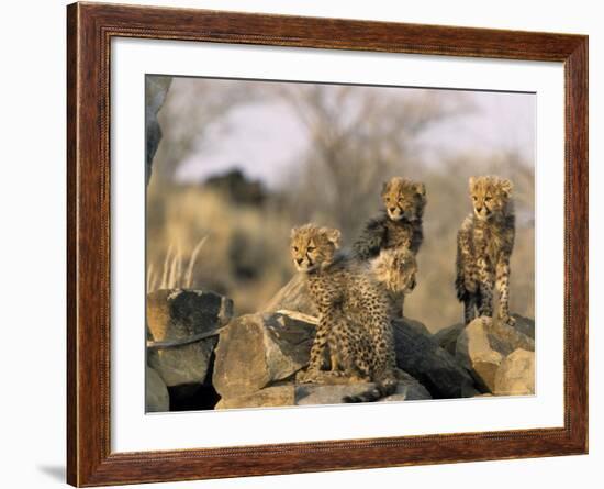 Cheetah, (Acinonyx Jubatus), Duesternbrook Private Game Reserve, Windhoek, Namibia-Thorsten Milse-Framed Photographic Print