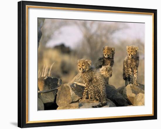 Cheetah, (Acinonyx Jubatus), Duesternbrook Private Game Reserve, Windhoek, Namibia-Thorsten Milse-Framed Photographic Print