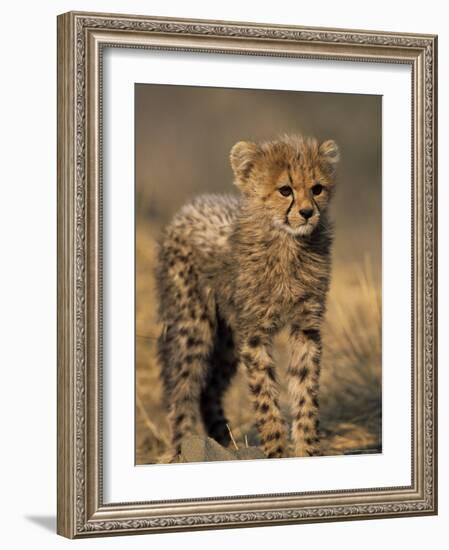 Cheetah, (Acinonyx Jubatus), Duesternbrook Private Game Reserve, Windhoek, Namibia-Thorsten Milse-Framed Photographic Print