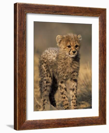 Cheetah, (Acinonyx Jubatus), Duesternbrook Private Game Reserve, Windhoek, Namibia-Thorsten Milse-Framed Photographic Print