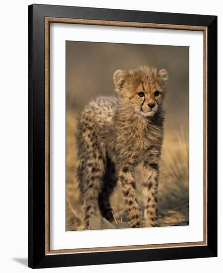 Cheetah, (Acinonyx Jubatus), Duesternbrook Private Game Reserve, Windhoek, Namibia-Thorsten Milse-Framed Photographic Print