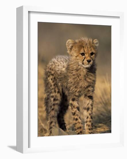 Cheetah, (Acinonyx Jubatus), Duesternbrook Private Game Reserve, Windhoek, Namibia-Thorsten Milse-Framed Photographic Print