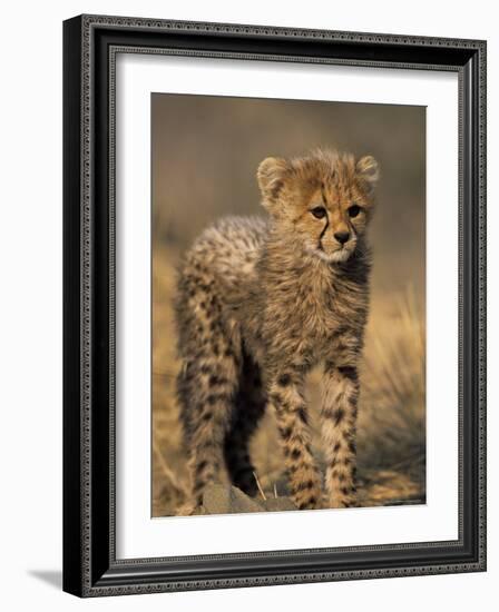 Cheetah, (Acinonyx Jubatus), Duesternbrook Private Game Reserve, Windhoek, Namibia-Thorsten Milse-Framed Photographic Print