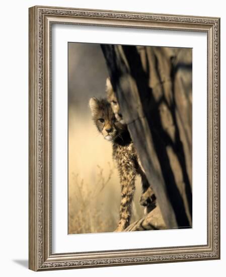 Cheetah, (Acinonyx Jubatus), Duesternbrook Private Game Reserve, Windhoek, Namibia-Thorsten Milse-Framed Photographic Print