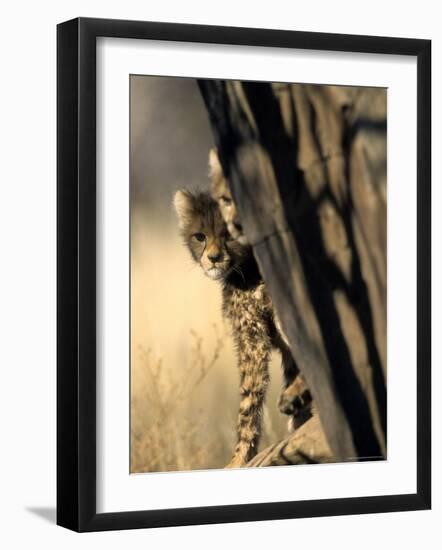 Cheetah, (Acinonyx Jubatus), Duesternbrook Private Game Reserve, Windhoek, Namibia-Thorsten Milse-Framed Photographic Print