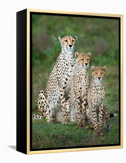 Cheetah (Acinonyx Jubatus) Family, Ndutu, Ngorongoro Conservation Area, Tanzania-null-Framed Stretched Canvas