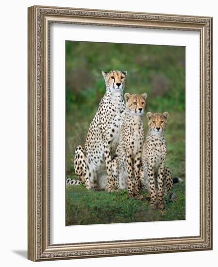 Cheetah (Acinonyx Jubatus) Family, Ndutu, Ngorongoro Conservation Area, Tanzania-null-Framed Photographic Print